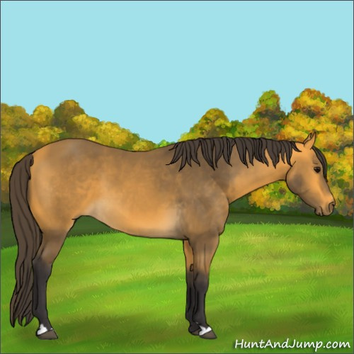 Horse Color:Buckskin 