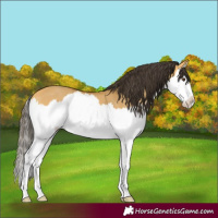 Horse Color:Buckskin Dun Splash 