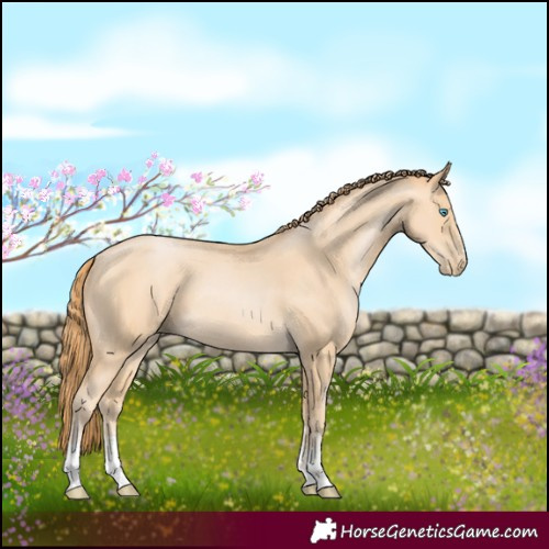 Horse Color:Buckskin Pearl Sabino 