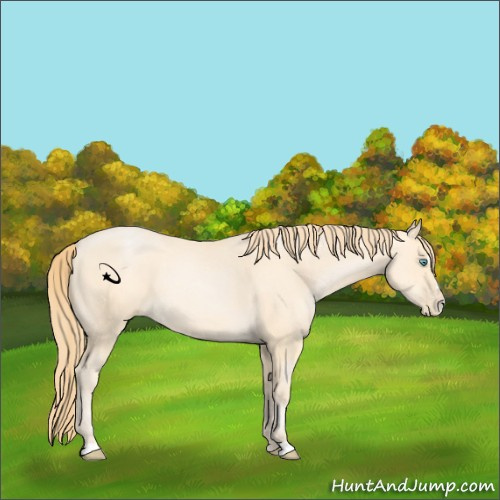 Horse Color:Buckskin Pearl Sabino 