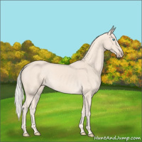 Horse Color:Cremello 
