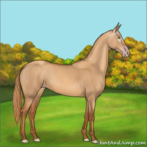 Horse Color:Gray Gold Champagne Dun 