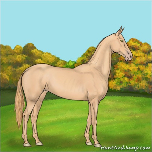 Horse Color:Gold Champagne 