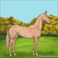 Horse Color:Gold Champagne 