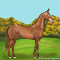 Horse Color:Gray Gold Champagne