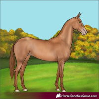 Horse Color:Gray Gold Champagne Sabino