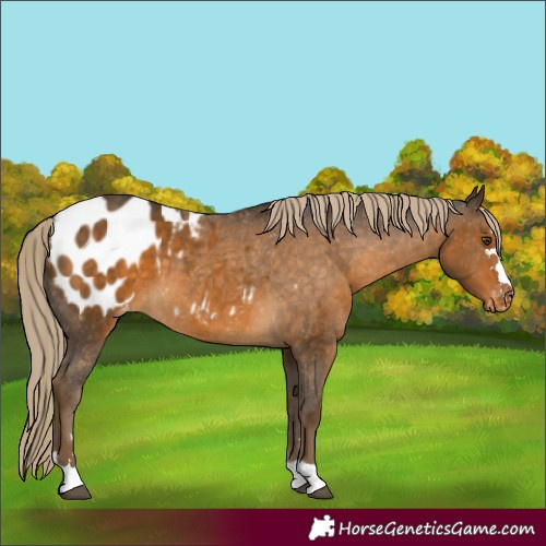 Horse Color:Chocolate Palomino Mushroom Appaloosa 