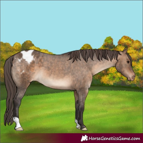 Horse Color:Brown Dun Appaloosa