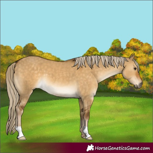 Horse Color:Chocolate Palomino Dun 