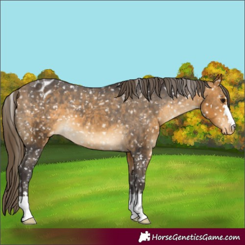 Horse Color:Buckskin Appaloosa