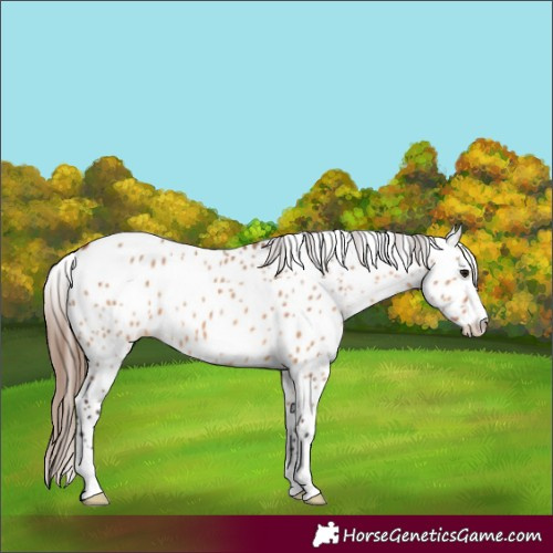 Horse Color:Bay Dun Leopard 