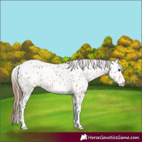 Horse Color:Bay Dun Leopard