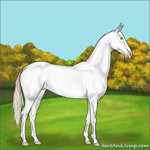 Horse Color:Buckskin Pearl Sabino