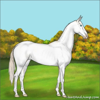 Horse Color:Buckskin Pearl Sabino 
