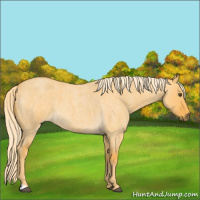 Horse Color:Palomino Roan Dun 