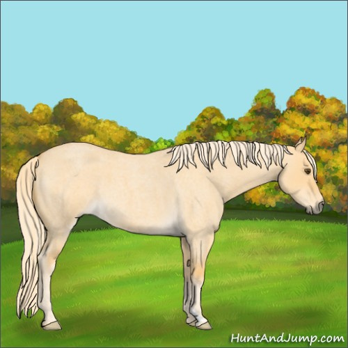 Horse Color:Palomino Roan Dun