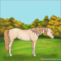 Horse Color:Buckskin Pearl Sabino 