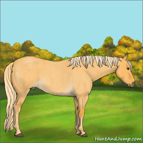 Horse Color:Palomino Roan Dun 