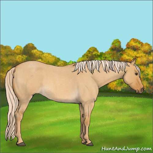 Horse Color:Palomino Roan Dun