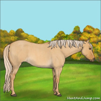 Horse Color:Palomino Roan Dun
