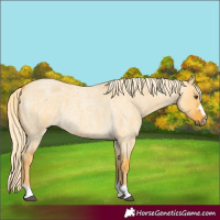 Horse Color:Palomino Roan Dun 