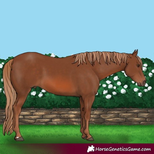 Horse Color:Chestnut 
