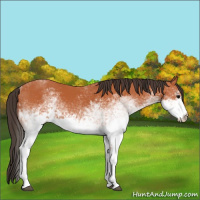 Horse Color:White Spotted Bay 