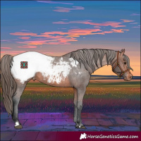 Horse Color:Bay Appaloosa