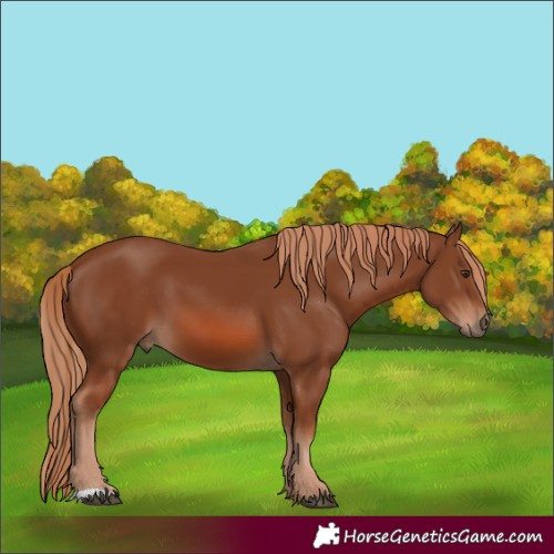 Horse Color:Chestnut 
