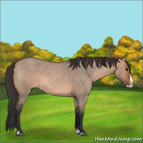 Horse Color:Bay Roan Dun Splash
