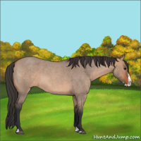 Horse Color:Bay Roan Dun Splash 