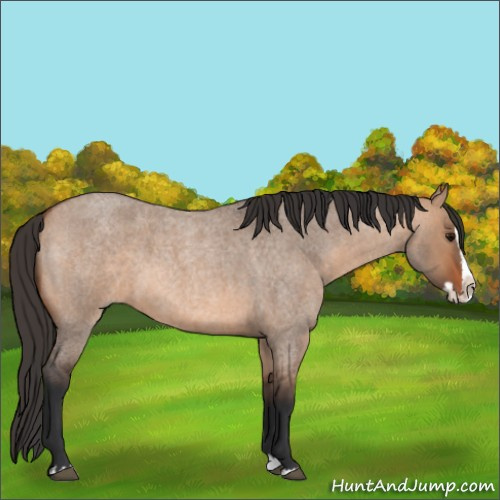 Horse Color:Bay Roan Dun Splash