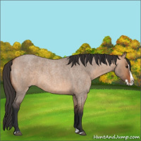 Horse Color:Bay Roan Dun Splash 
