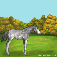 Horse Color:White Spotted Brown 