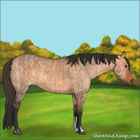 Horse Color:Bay Dun  and Bay Dun 