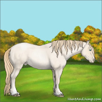 Horse Color:Smoky Blue Roan Pearl Sabino