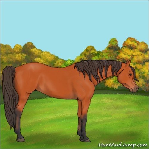 Horse Color:Bay 
