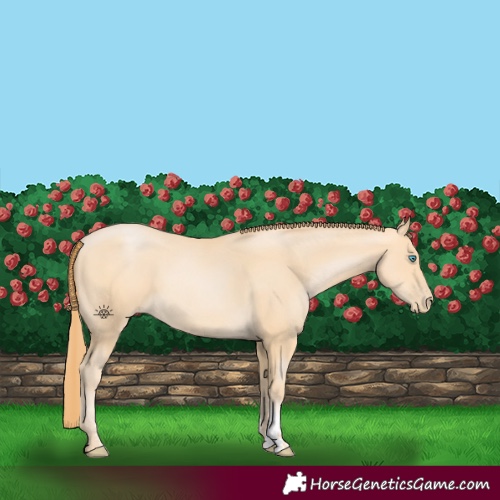 Horse Color:Buckskin Pearl Sabino 