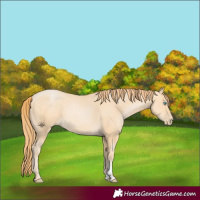 Horse Color:Buckskin Pearl Sabino 