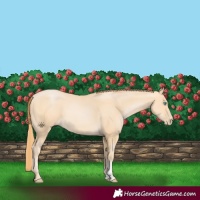 Horse Color:Buckskin Pearl Sabino 