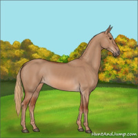 Horse Color:Red Dun 