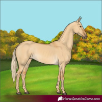 Horse Color:Palomino Dun