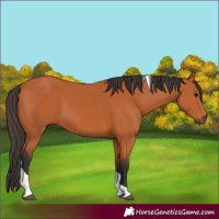 Horse Color:Bay Tobiano 