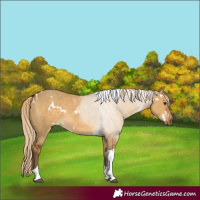 Horse Color:White Spotted Chocolate Palomino Dun Tobiano 