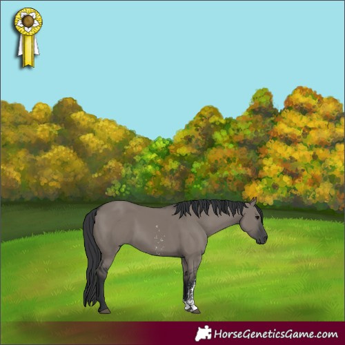 Horse Color:Grullo Sabino Rabicano 