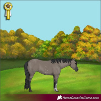 Horse Color:Grullo Sabino Rabicano 