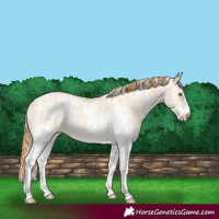 Horse Color:Buckskin Pearl Dun Sabino 