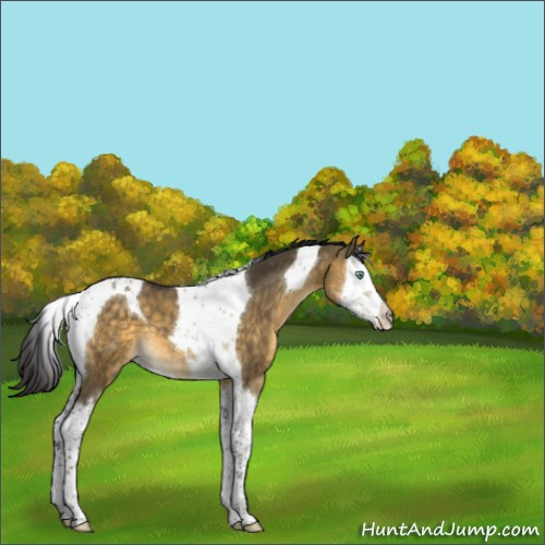 Horse Color:Buckskin Dun Mushroom Splash Tobiano 