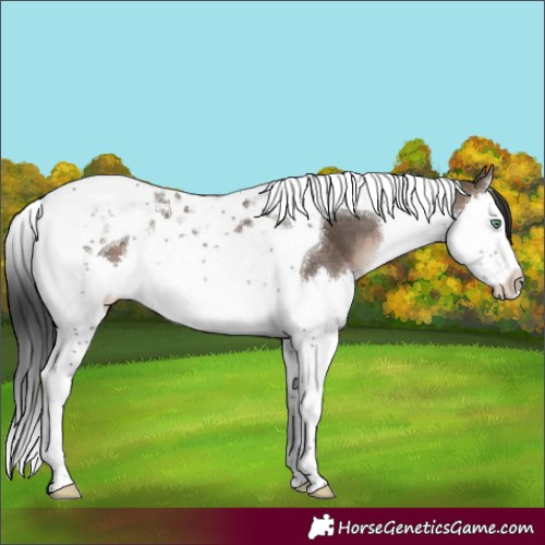 Horse Color:Brown Dun Mushroom Splash Tobiano 