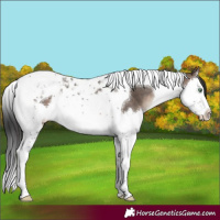 Horse Color:Brown Dun Mushroom Splash Tobiano 